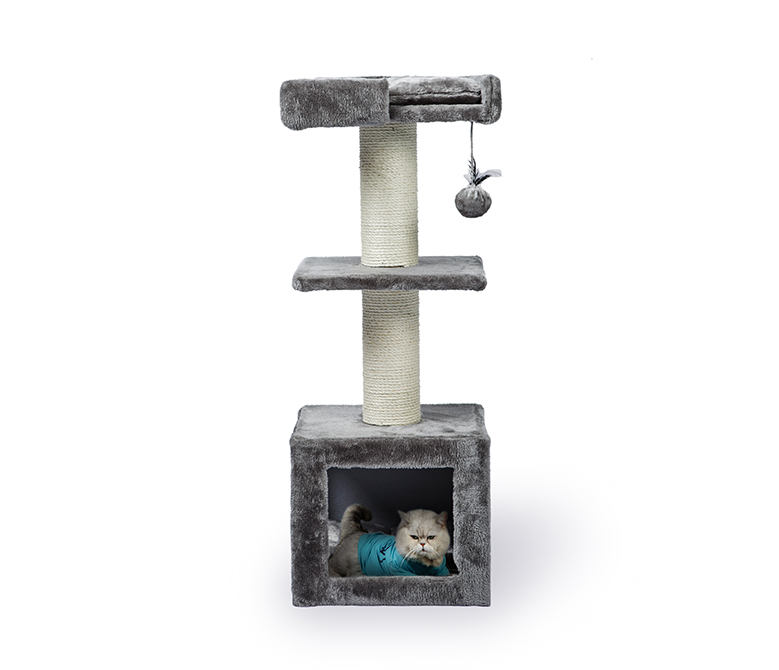 Petits arbres à chat